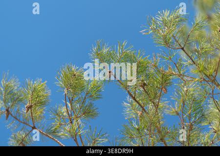 Closeup needle texture with tiny cones botanist fieldwork reference showing fine structure, layered branches, contrast against vivid blue ideal for sc Stock Photo