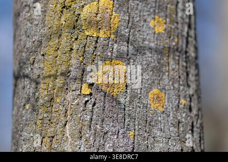 Close up tree bark with lichen. Weathered wood grain displays golden crustose lichen patches, deep fissures, subtle moss accents, soft natural light, Stock Photo