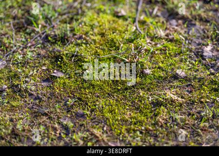 Closeup moss carpet on soil, vivid green textures, sparse grass blades, tiny pebbles, damp earth, natural macro pattern, soft diffuse light, forest fl Stock Photo