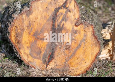 Cut log crosssection resting on ground surrounded by bark fragments and short grass, visible growth rings and sapwood contrast, outdoor logging and ha Stock Photo