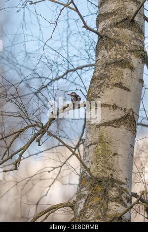 Small woodpecker perched on birch branch, watchful forager in quiet winter light, soft bluegray background, delicate twigs and textured bark with subt Stock Photo