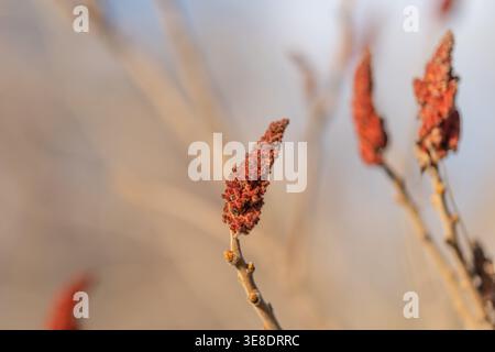 Vinegar tree pods illuminated against soft background. Calm and nostalgic atmosphere with glowing vine pods and softly blurred background elements Stock Photo