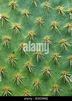 Prickly pear cactus (Opuntia saxicola), from the Galapagos Islands. Stock Photo