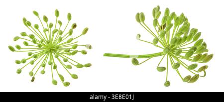 Dill herb or Anethum graveolens flower isolated on white background Stock Photo