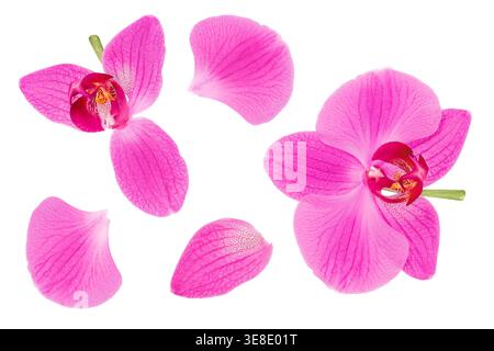 pink phalaenopsis orchid flower isolated on white background Stock Photo