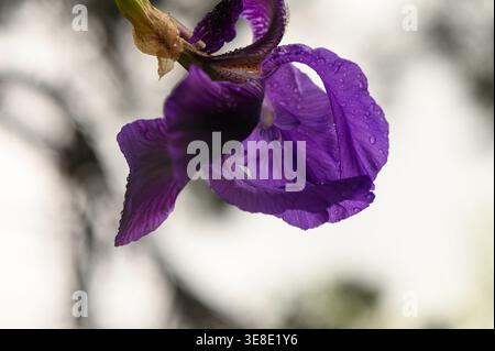 A strikingly vibrant bearded iris featuring deep purple standards and falls with bright yellow accents along the center of each lower petal. The fuzzy Stock Photo