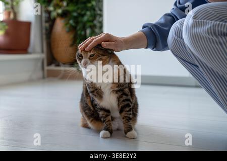 Woman pet owner crouching on floor and gently petting calico tabby cat with hand. Fluffy relaxed cat sitting calmly and stays still while being stroke Stock Photo