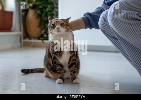 Calico cat with funny surprised expression reacts while being gently stroked on head by owner hand. Feline animal sits still enjoying petting. Simple Stock Photo