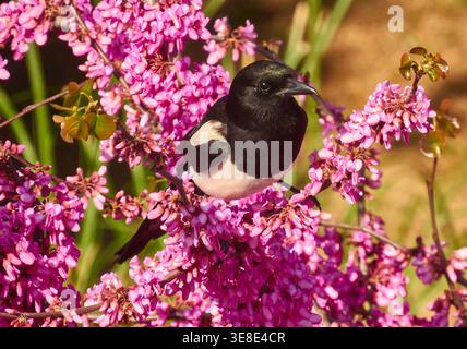 Magpie Perched on Pink Spring Blossoms in Sunlit Garden With Vibrant Flowers Stock Photo