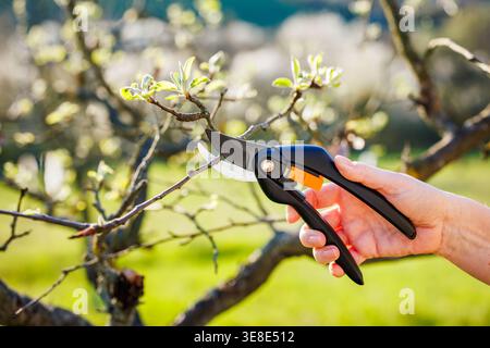 Pruning shears. Female gardener pruning branch of fruit tree in garden Stock Photo