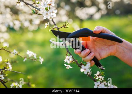 Pruning shears. Female farmer cutting blooming branch of plum tree in orchard Stock Photo