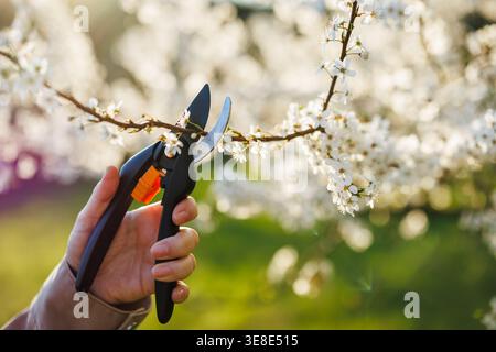 Pruning plum tree in bloom. Gardener cutting branch with pruning shears Stock Photo