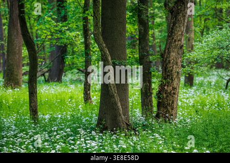 Deciduous tree trunks surrounded by lush green ground cover of flowering wild garlic in spring deciduous forest Stock Photo