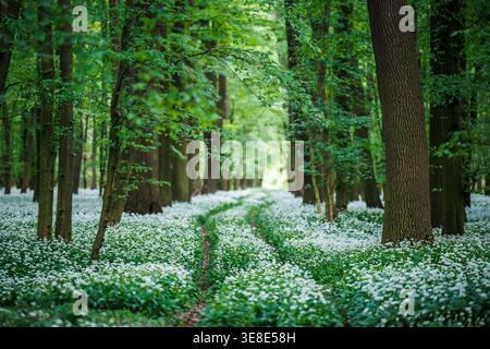 Forest path through blooming wild garlic. Green spring woodland with winding trail and flowering ramson herbs Stock Photo