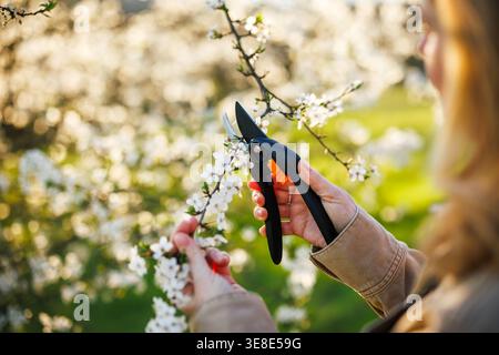 Woman farmer with pruning shears cutting plum tree branch in bloom. Spring gardening in orchard Stock Photo