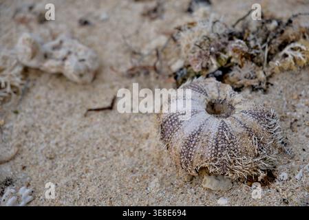 Broken Sea Urchin Shell on Sandy Beach Showing Natural Decay and Texture Stock Photo