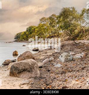 Rocky coastline on Fehmarn Island, Baltic Sea, Germany, with windswept trees, sandy beach seascape in soft evening light. Stock Photo