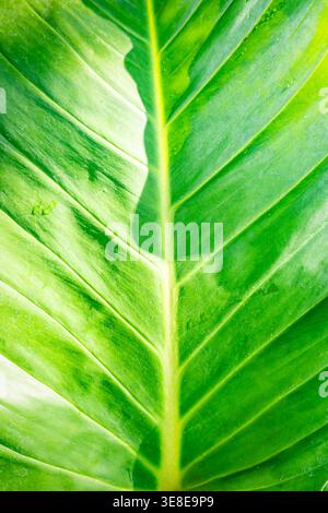 Real green leaf veins texture. Natural environment. Bright Green Leaf Texture Close Up Stock Photo