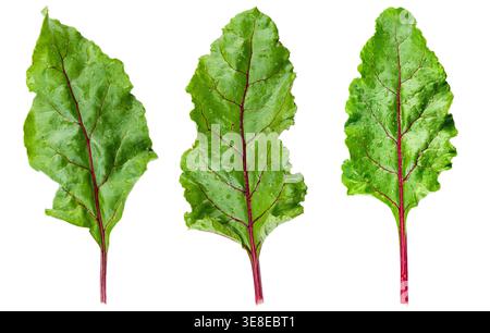 Set of fresh beet leaves with red veins isolated on white background. File contains clipping path. Stock Photo
