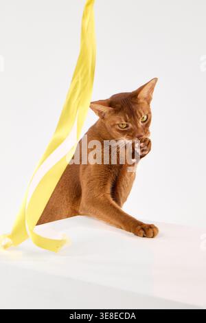 The Abyssinian cat interacts with a yellow ribbon on the cube. Its body curves slightly in movement. Stock Photo