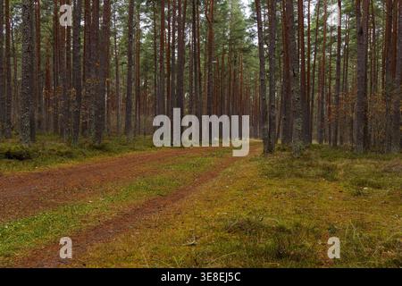 Path through pine Paralepa forest with autumn colors and soft natural light in Haapsalu, Estonia Stock Photo