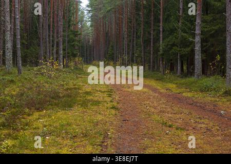 Curving dirt road through pine Paralepa forest with autumn colors and natural scenery in Haapsalu, Estonia Stock Photo
