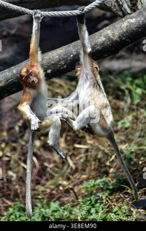 Baby Java Monkey Brunei, Brunei. 14th Apr, 2026. The city streets of Bandar Seri Begawan ...