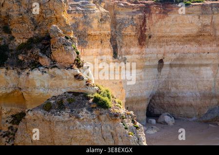 Wildflowers and other plants cling to life among the sandstone cliffs of Algarve, Portugal Stock Photo