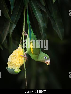 A Yellow-chevroned Parakeet eating a green mango in the Pantanal of Brazil Stock Photo