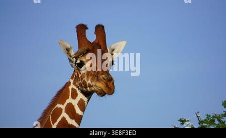 Close-up portrait of a reticulated giraffe with a red-billed oxpecker perched on its head against a clear blue sky. Stock Photo