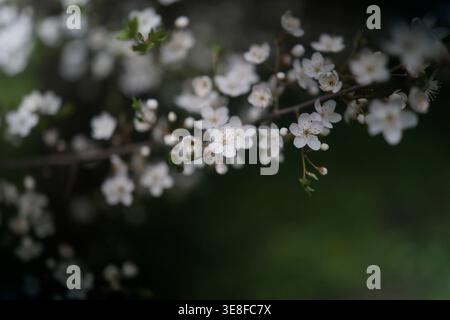 Cherry plum blossoms. Cherry plum branch with white flowers Stock Photo
