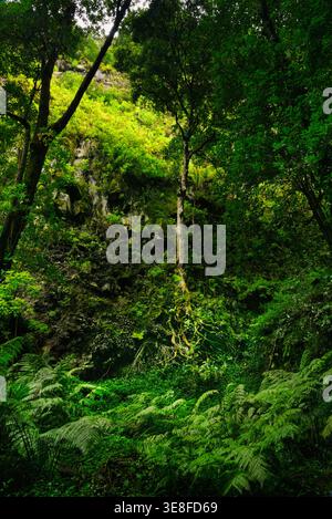 Trails on hiking pathway route cutting through lush laurel laurisilva rain forests around Los Tilos, Canary Islands, Los Sauces, La Palma, Spain Stock Photo