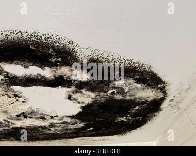 Mold damage on ceiling corner showing dark stains and spreading pattern, suitable for background. Mobile photo Stock Photo