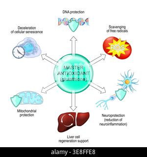 glutathione free radical scavenger in spanish Our Diet and Its Role in the Body: From Disease Prevention to Anti-Aging MARYRUTH'S N-Acetyl Cysteine Capsules |