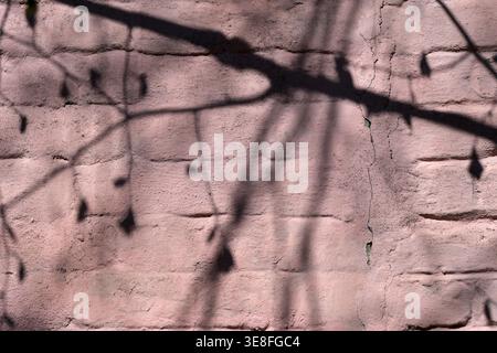 Subtle shadows of branches create an artistic pattern on the wall. Stock Photo
