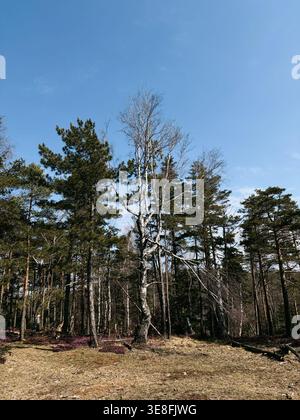 Tall birch tree stands among pine forest in Divcibare during early spring. Natural woodland scene with soft light and open space. Stock Photo