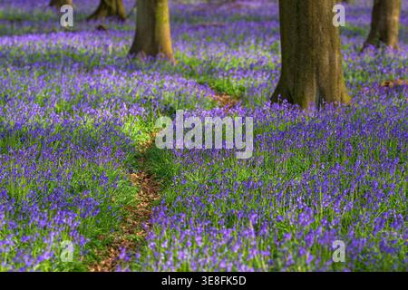 Afternoon sunlight falls on a leafy path through a carpet of native British bluebells on woodland floor in Oxfordshire Stock Photo