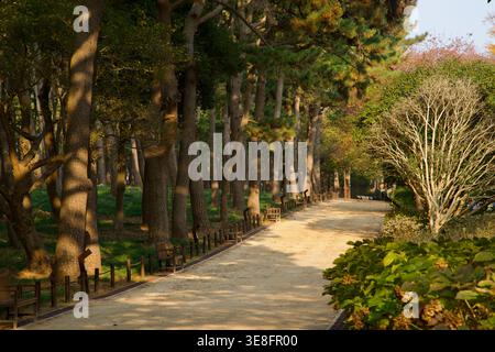 A sandy walking path stretches through Daewangam Park, where long shadows and tall pines frame a quiet late afternoon scene in Ulsan. Stock Photo