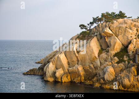 The granite face of Daewangam Rock drops steeply to the sea, with wind-shaped pines clinging to the sunlit cliff in Daewangam Park. Stock Photo