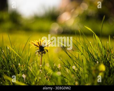Solitary yellow dandelion flower in spring grass dew Stock Photo