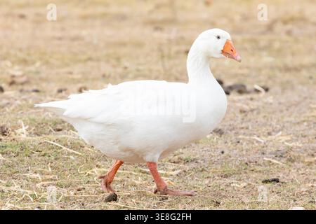 White domestic Goose (Anser anser domesticus) in farm field, side view, bred for meat , feathers and eggs Stock Photo