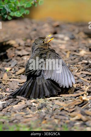 Common blackbird sunbathing on ground with wings spread and beak open on bark mulch in garden, UK wildlife behaviour Stock Photo