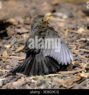 Close up of common blackbird sunbathing with wings spread and beak open on ground in garden, UK wildlife behaviour.   Square image Stock Photo