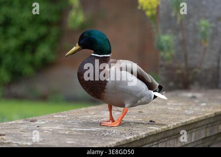 An isolated view of a Mallard drake (Anas platyrhynchos), male duck, Oxford, UK Stock Photo