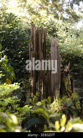 Close up of a tree snag in a beautiful forest surrounded by moss and ferns. Stock Photo