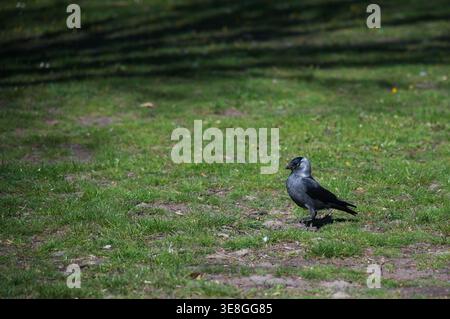 A Western Jackdaw (Coloeus monedula) bird standing on green grass in a public park. Close-up profile view of the small crow species. Stock Photo