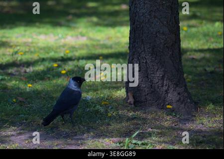 A Western Jackdaw (Coloeus monedula) bird standing near a tree trunk on a dandelion-covered lawn in Budapest. Stock Photo