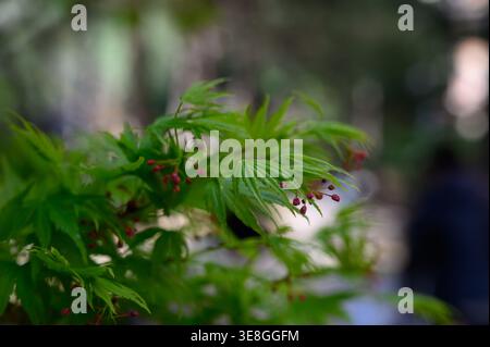 A delicate branch of a Japanese maple (Acer palmatum) with finely dissected leaves, set against a soft blurred background. The intricate foliage shows Stock Photo