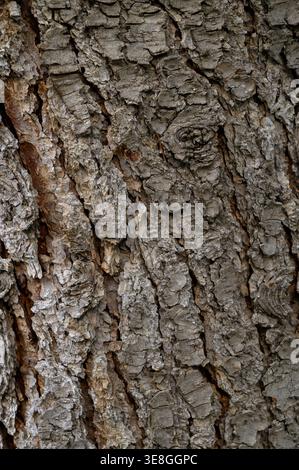 A close up texture of tree bark resembling that of coniferous species such as Eastern White Pine, Douglas Fir, or Norway Spruce. The rough surface fea Stock Photo