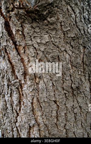A detailed close up of rough conifer tree bark featuring deep vertical furrows and irregular ridges. The textured surface shows colors ranging from da Stock Photo